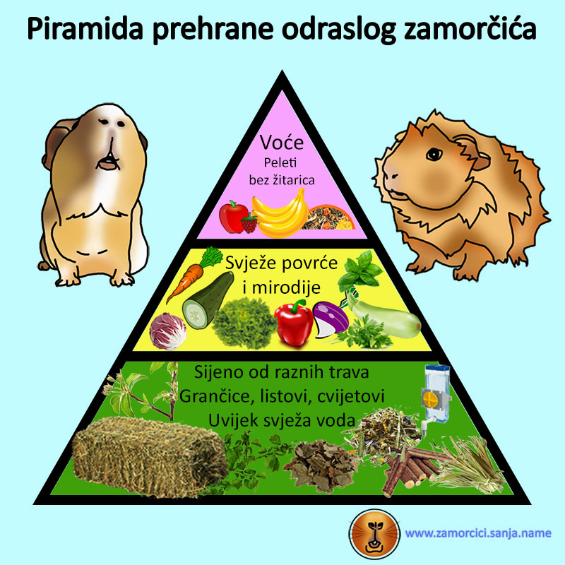 piramida prehrane odraslog zamorčića